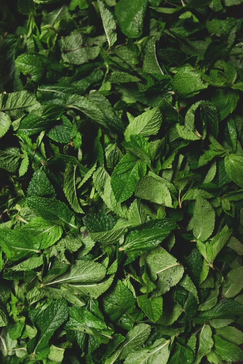 Image 5 of Hotel Bazar